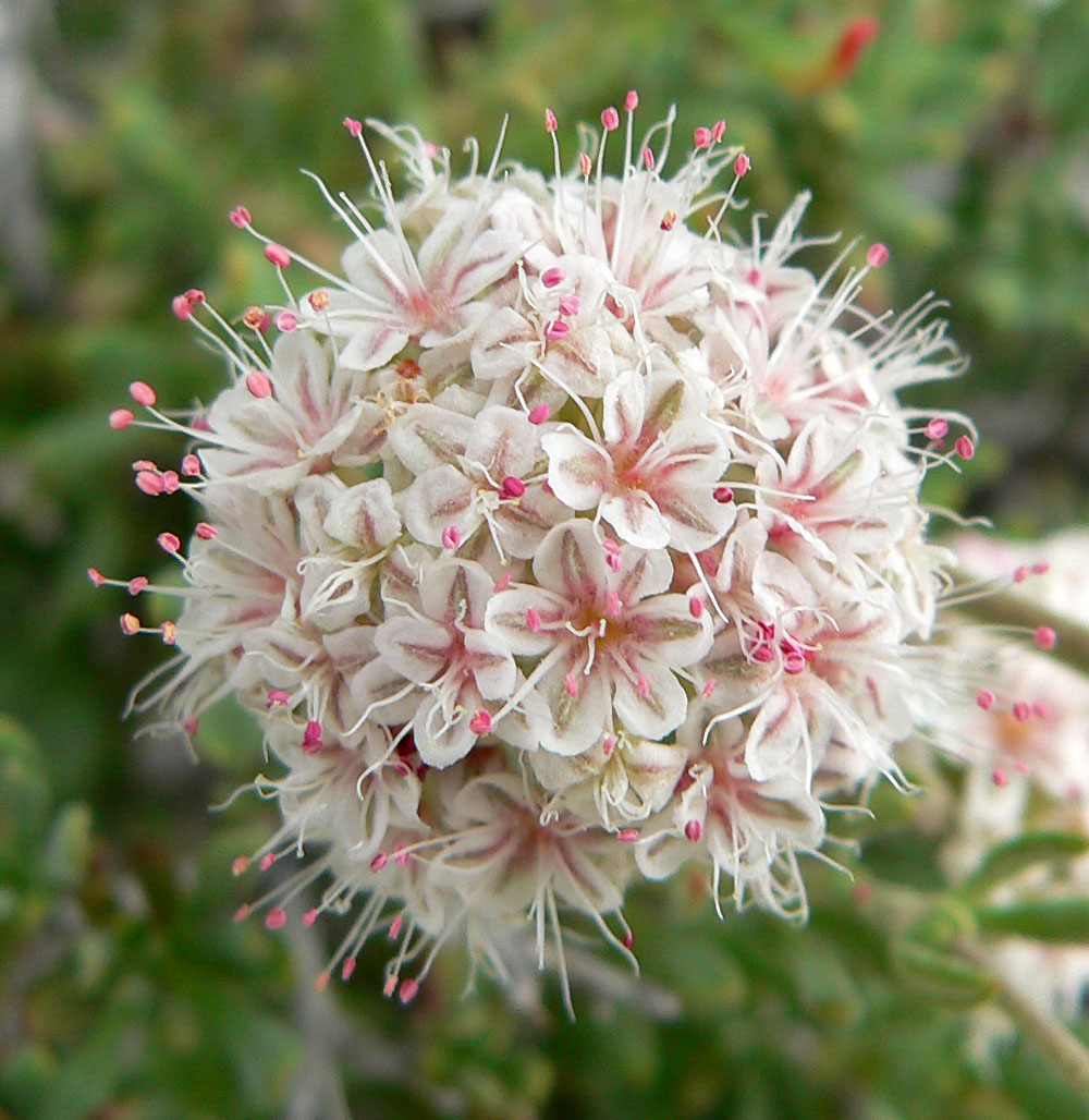 California Buckwheat