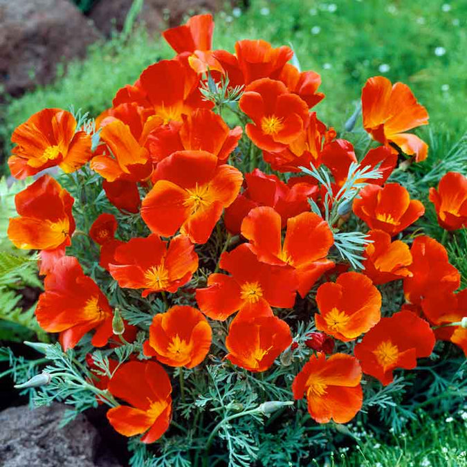 California Poppy