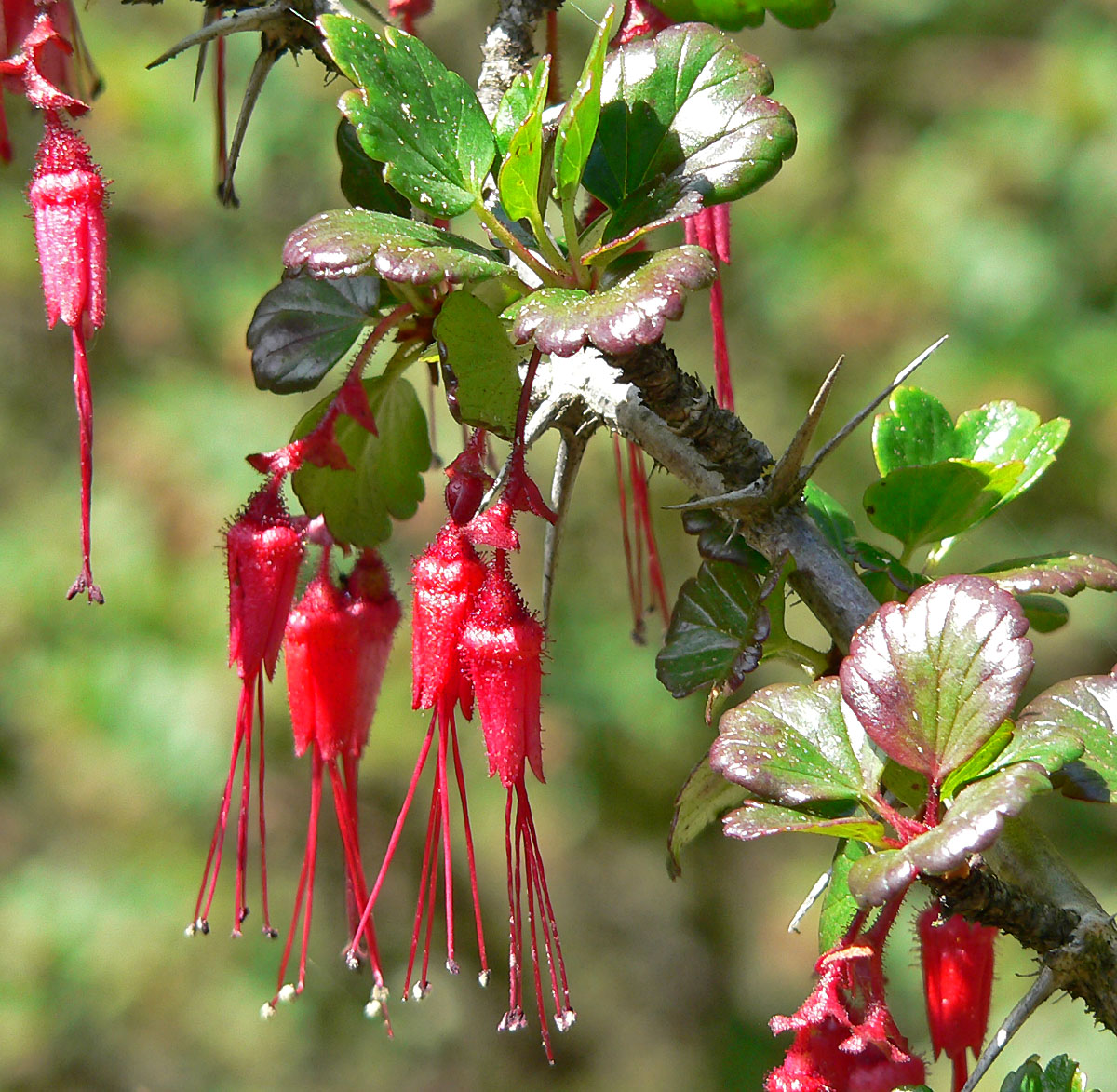Fuchsuaflower Gooseberry