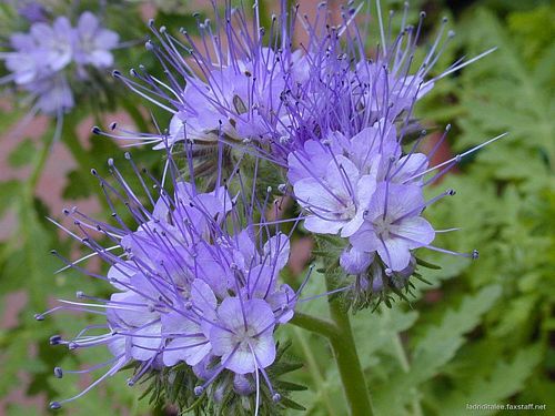 Lacy Phacelia