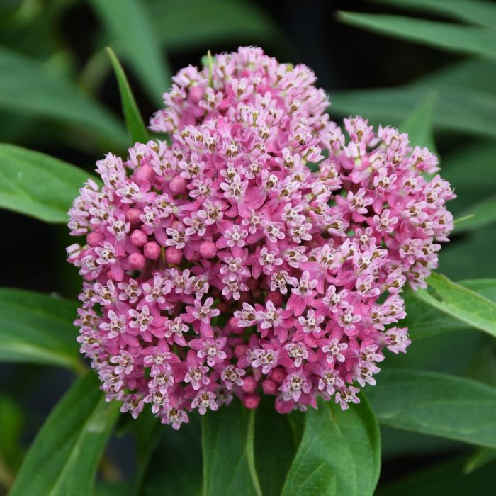 Milkweed
