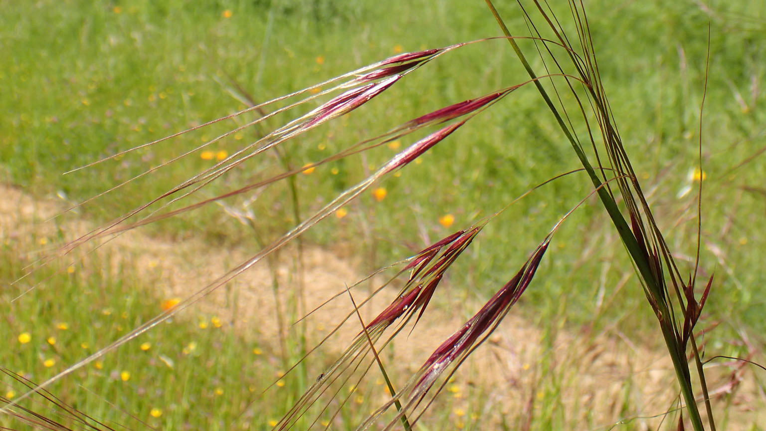 Purple Needlegrass