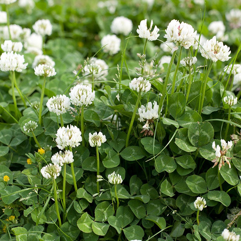 White Clover