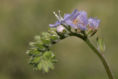 Wild Heliotrope